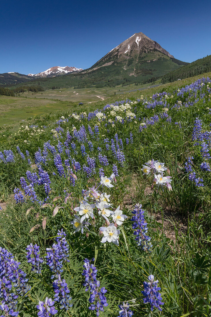 Lupine and Columbine in Meadow