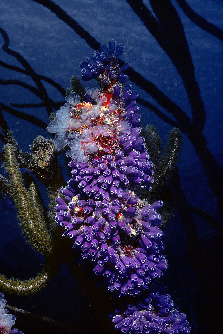 Sea Squirts or Tunicates