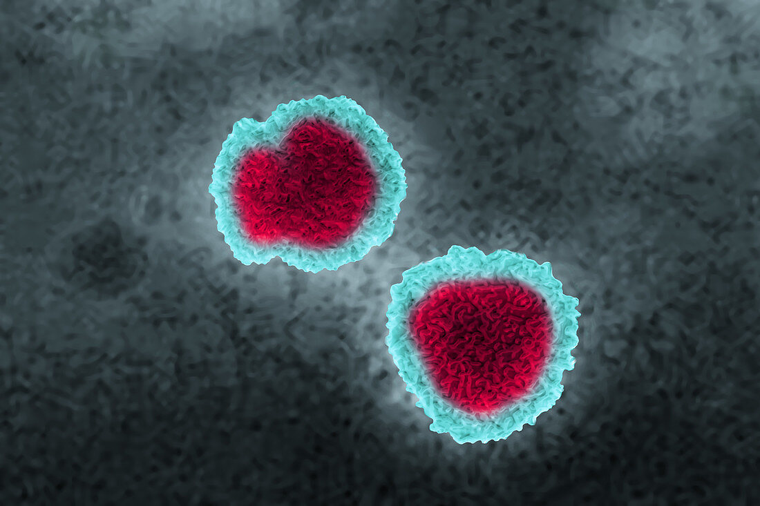 Influenza virus, TEM