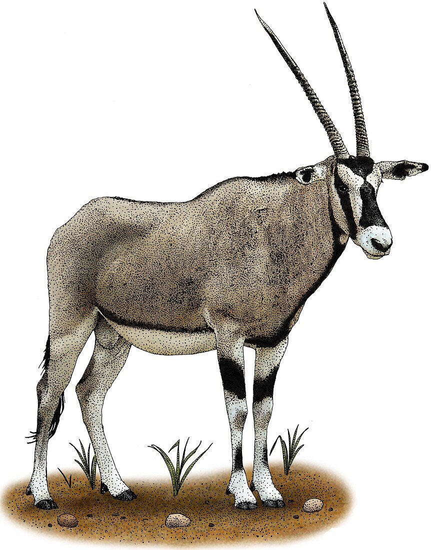 Gemsbok