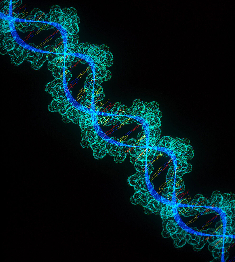 Computer Generated Double Helix DNA