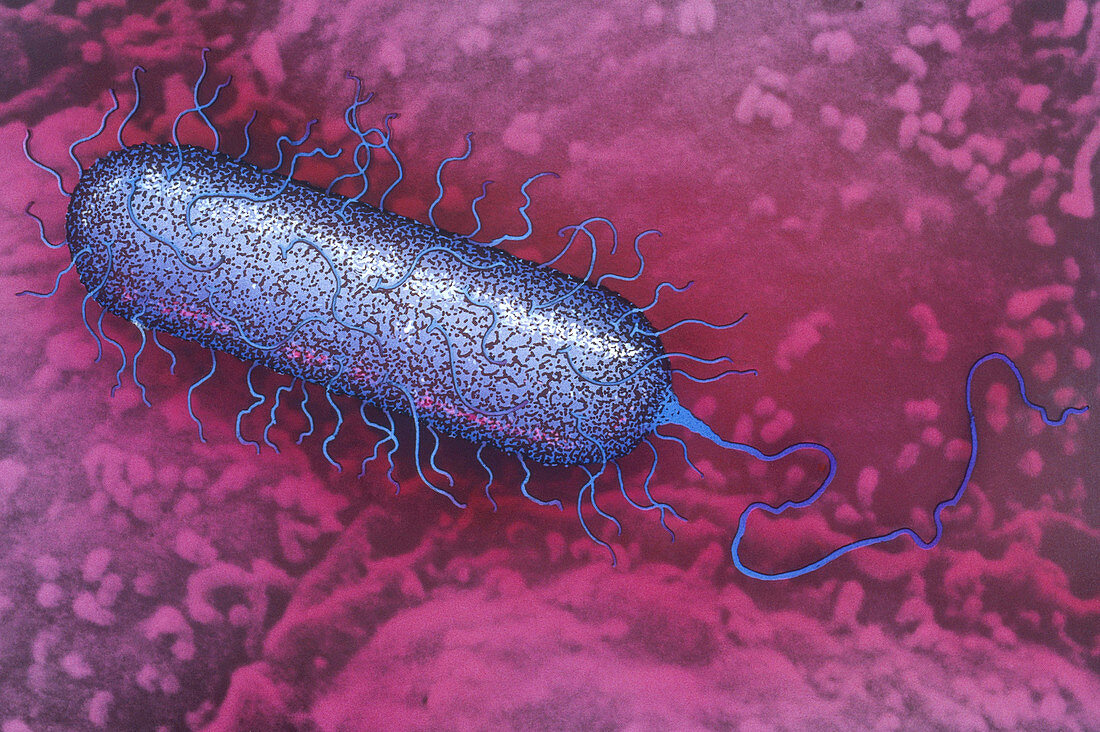 E. Coli Bacterium on GI Epithelium, Illustration