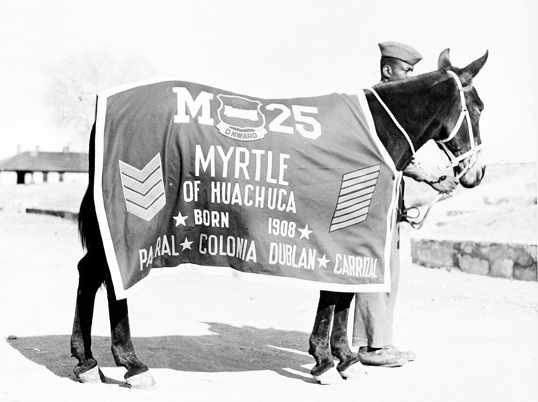 Buffalo Soldier Pack Mule, Myrtle