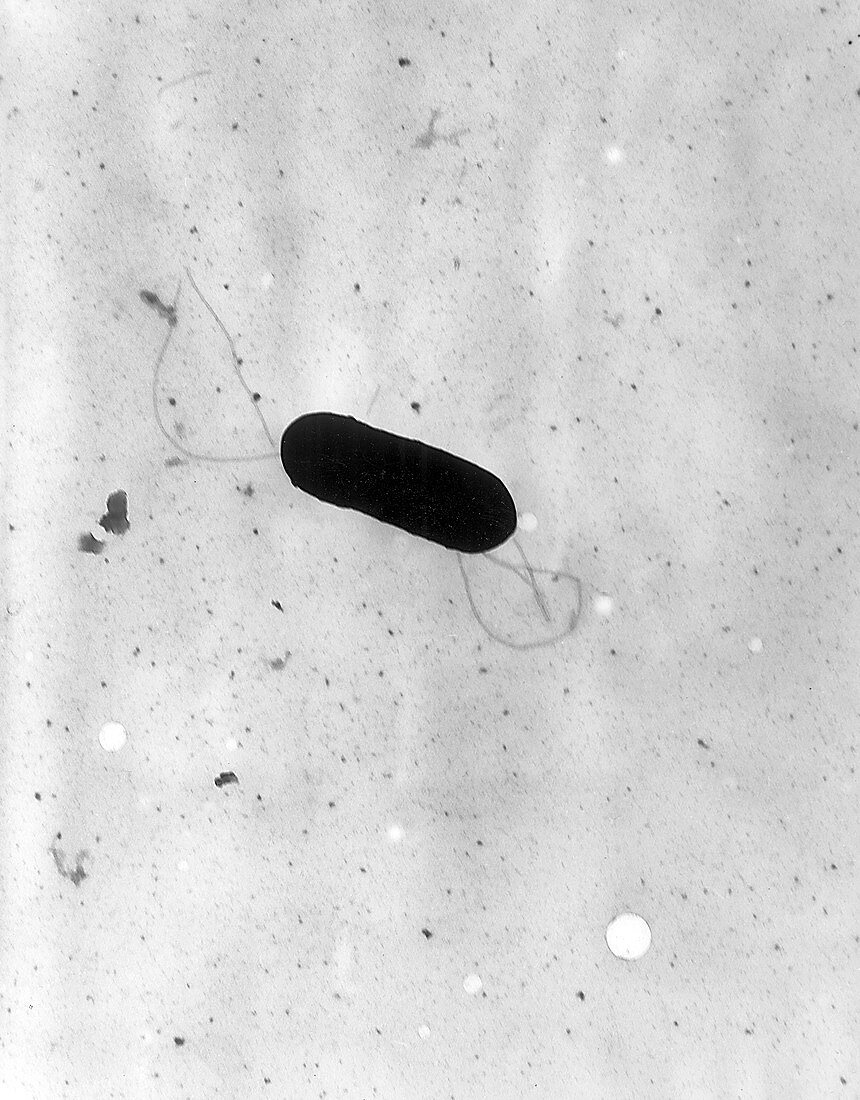 Listeria monocytogenes Bacteria, TEM