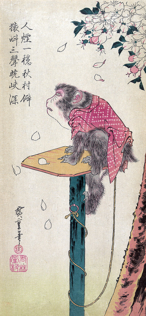 Monkey Watching Cherry Blossoms Fall, 19th Century
