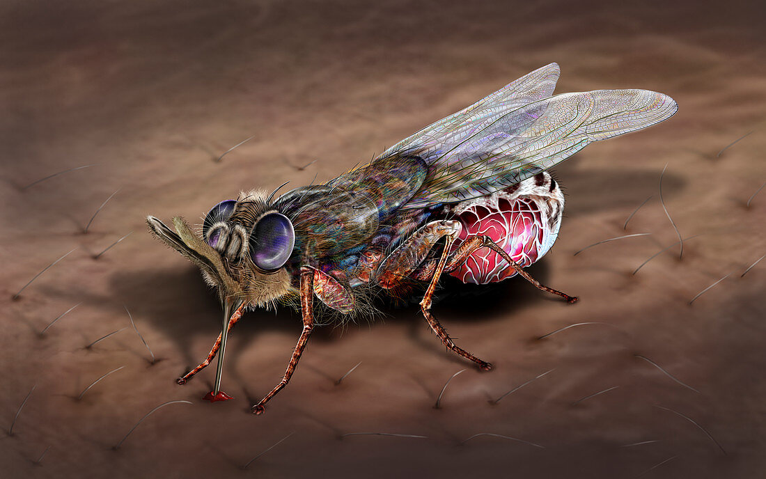 Tsetse fly, illustration