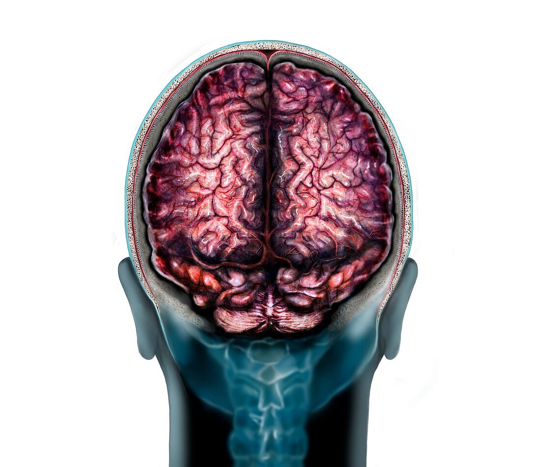 Normal brain, illustration