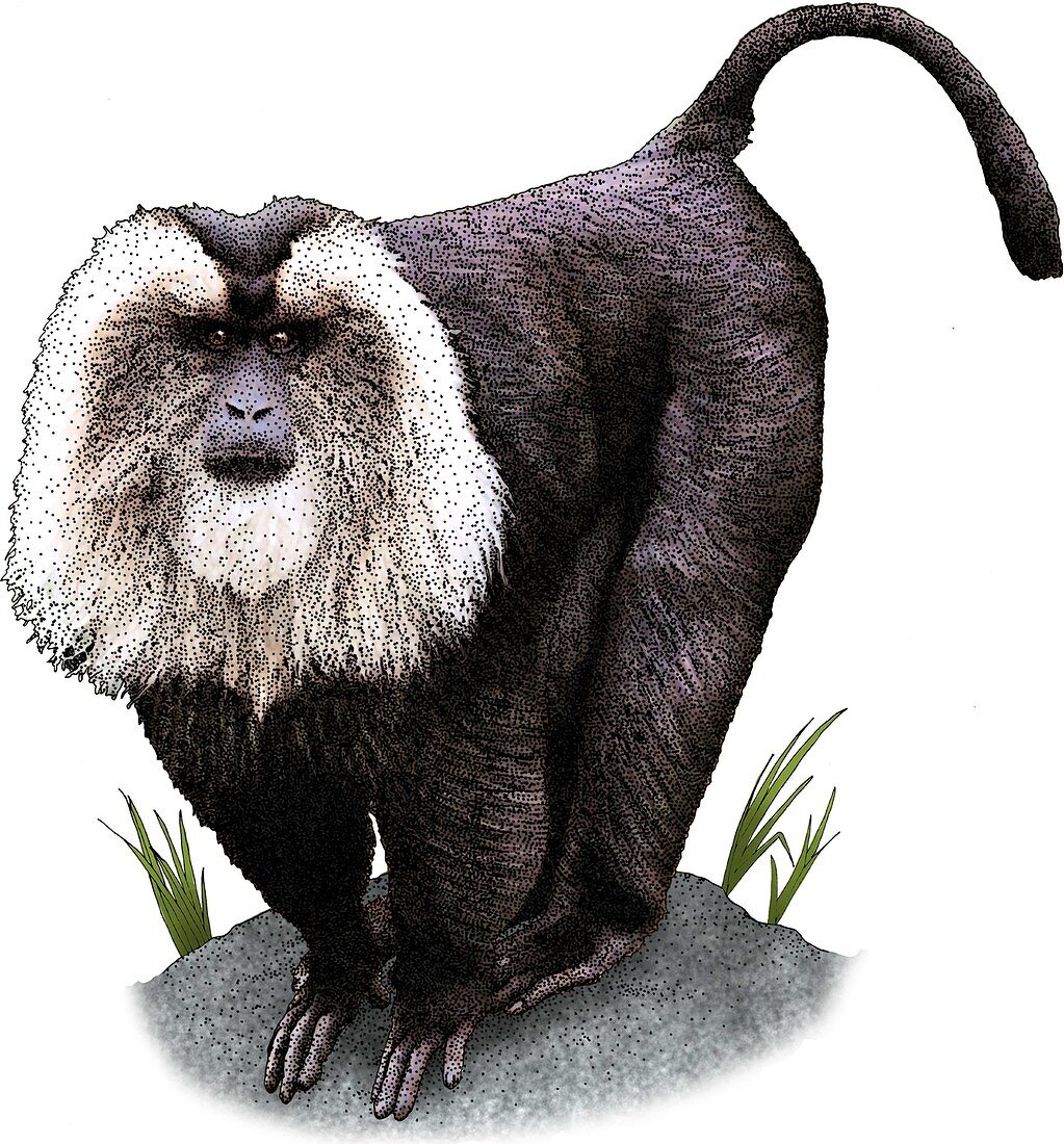 Lion Tailed Macaque