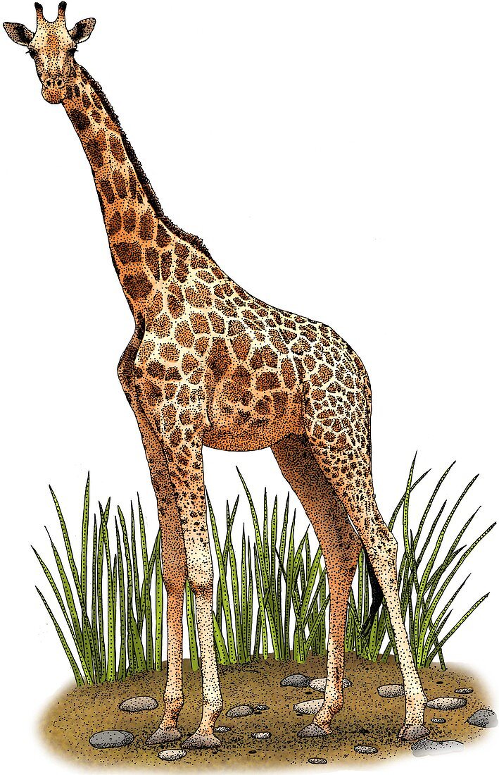 Northern Giraffe