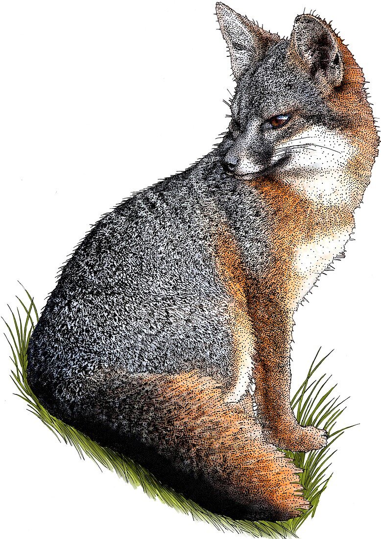 Santa Cruz Island Fox