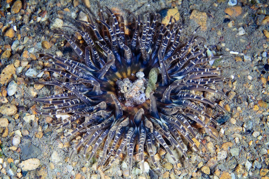 Actinia sea anemone