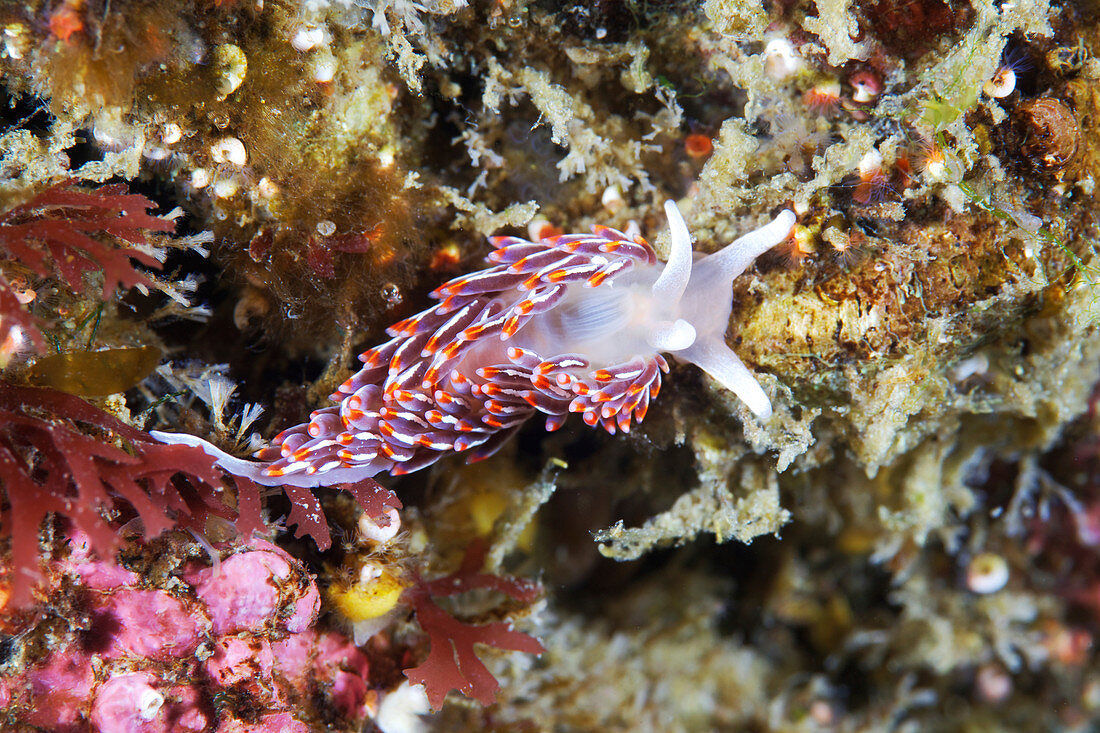 Cuthonella sea slug
