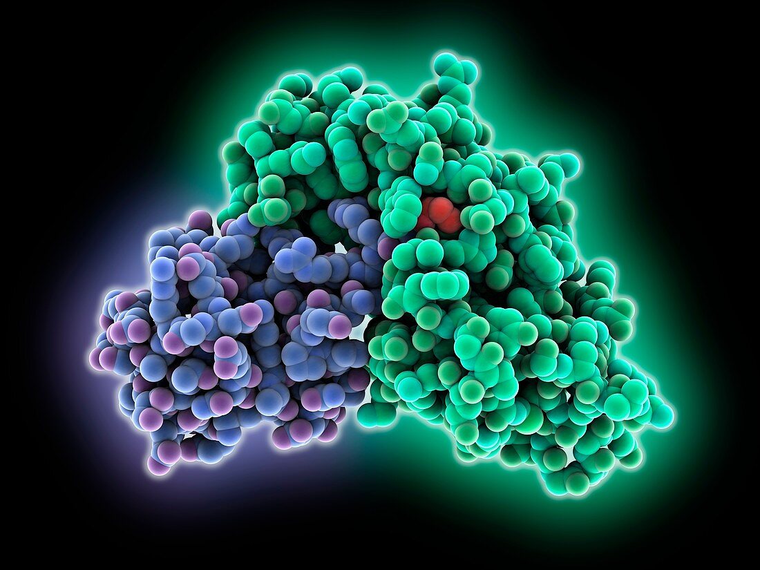 Ovarian tumour complexed with ubiquitin, molecular model