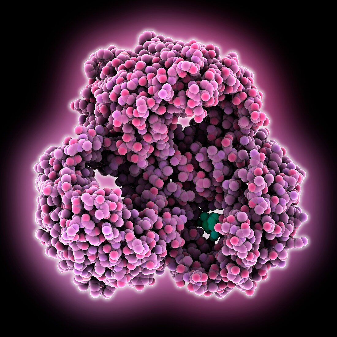 Outer membrane protein F, molecular model