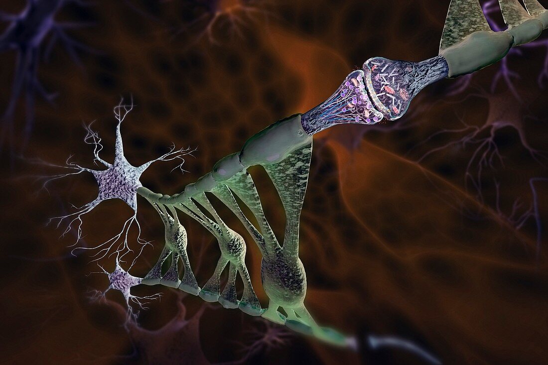 Brain cells, neuroglia and synapse, illustration