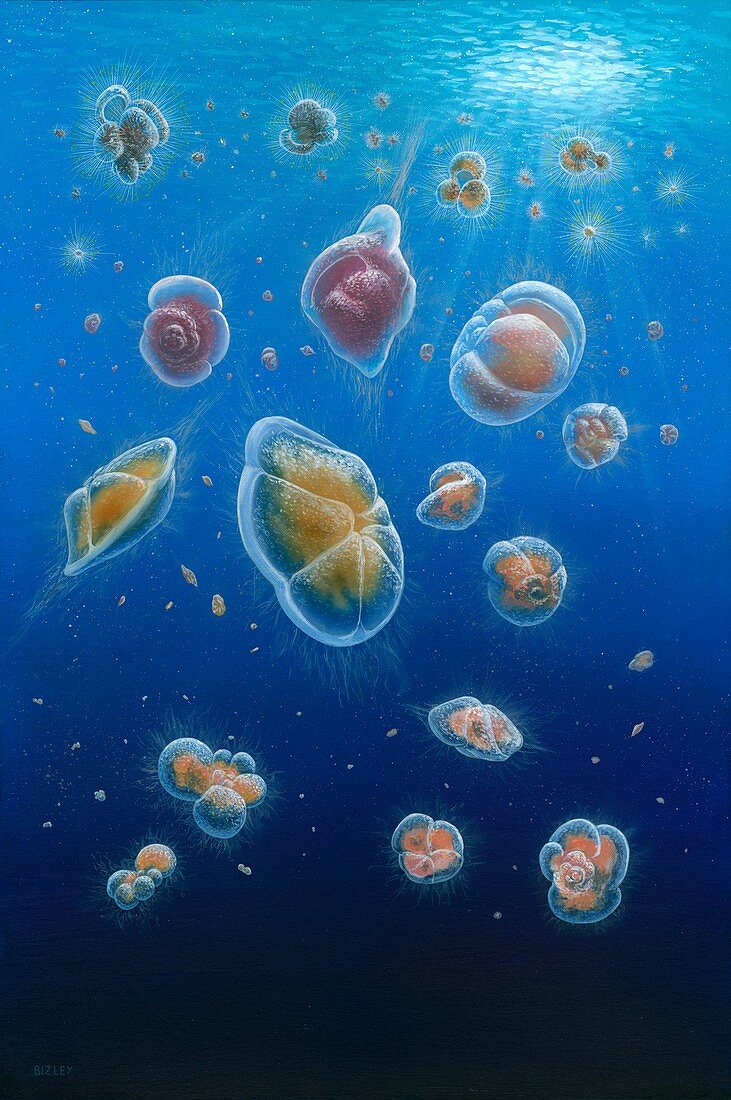 Foraminifera 4.5 million years ago, illustration