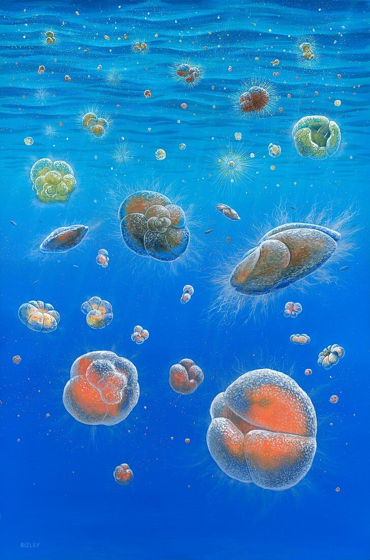 Foraminifera of the miocene, illustration