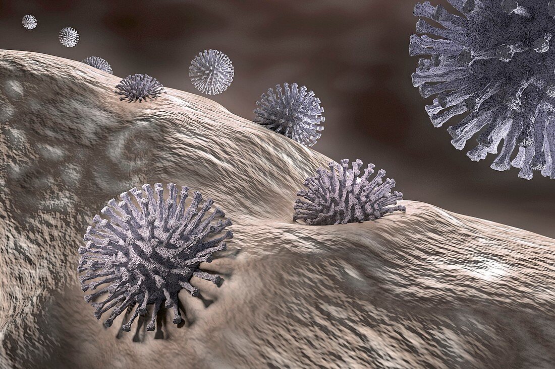 Viruses infecting a cell, illustration