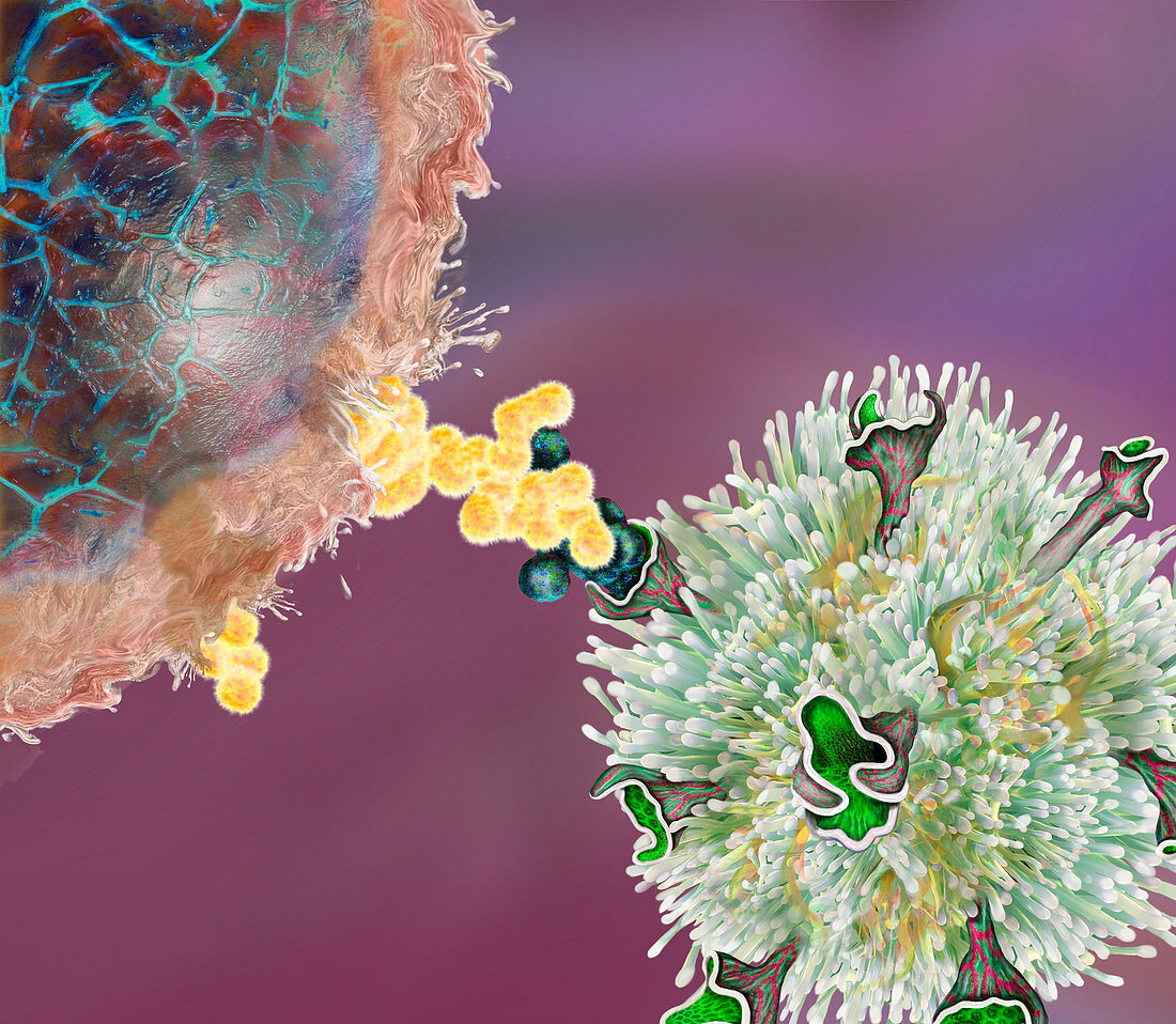 Adoptive T cell therapy, illustration