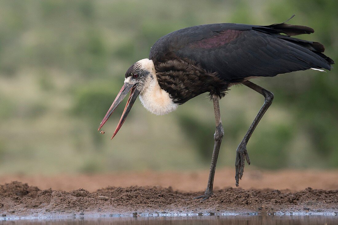 Woolly-necked stork feeding