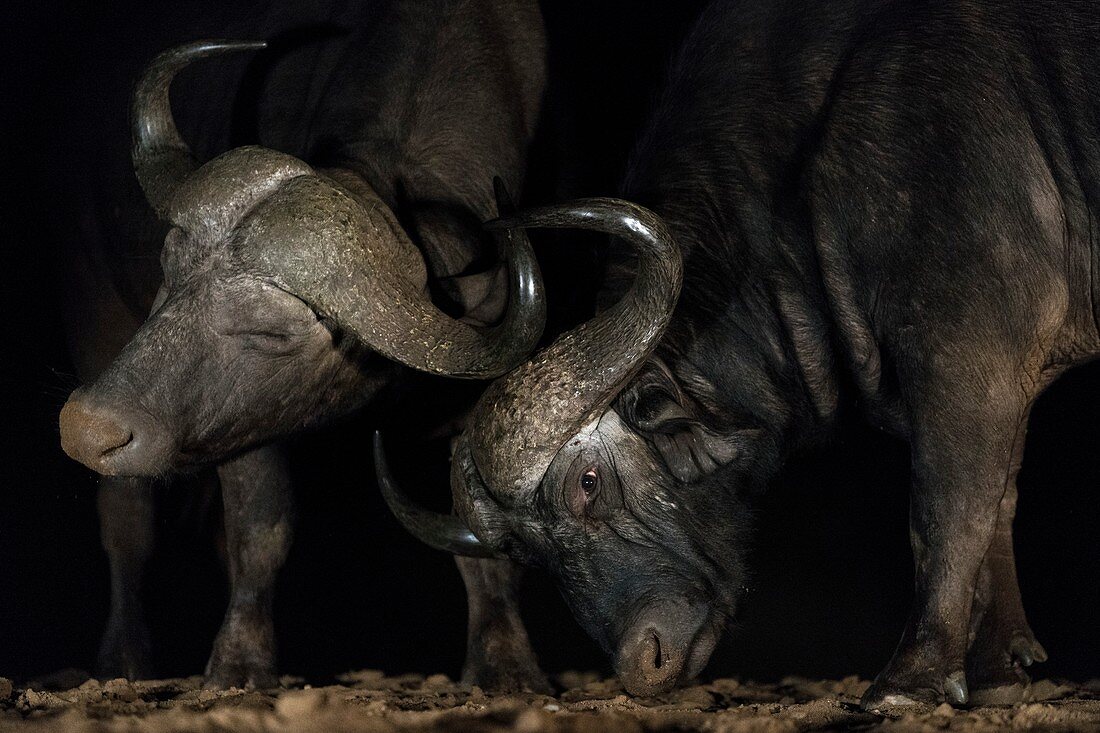 Male Cape buffaloes sparring at night