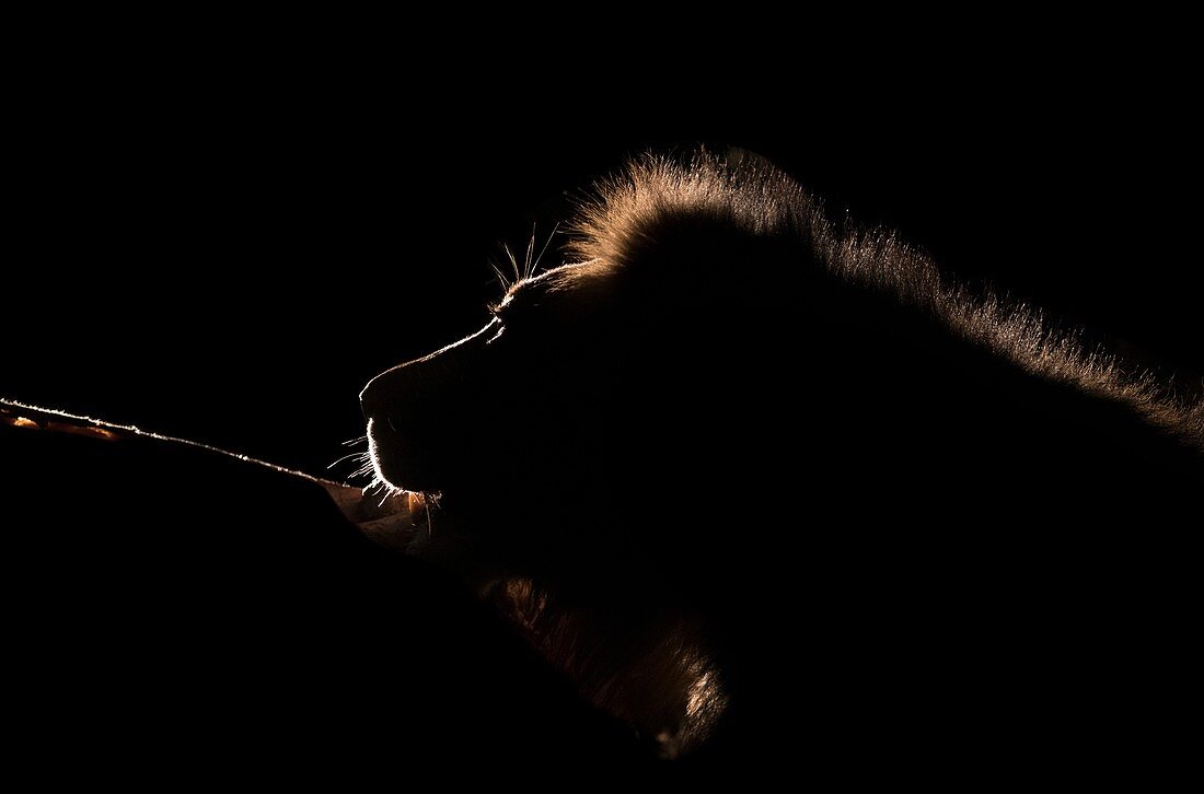 Male lion with giraffe carcass at night