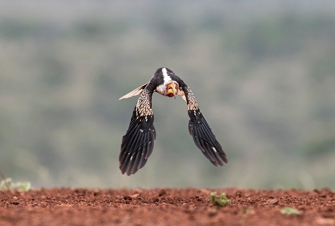 Southern yellow-billed hornbill in flight