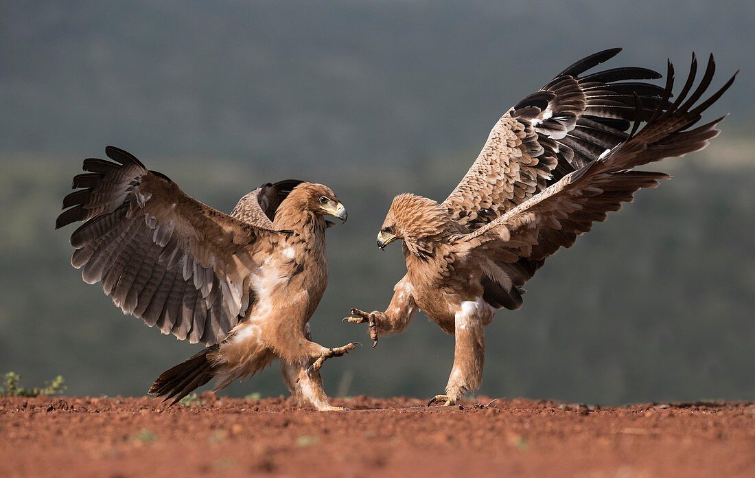 Tawny eagles fighting