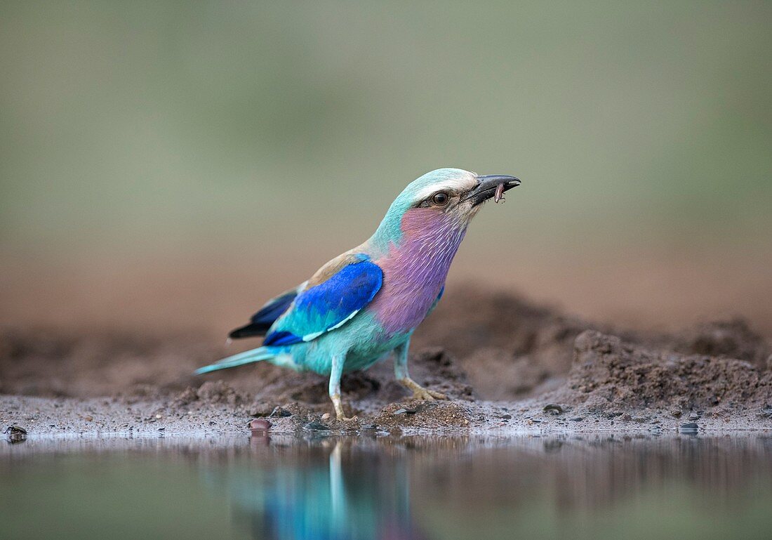 Lilac-breasted Roller with insect