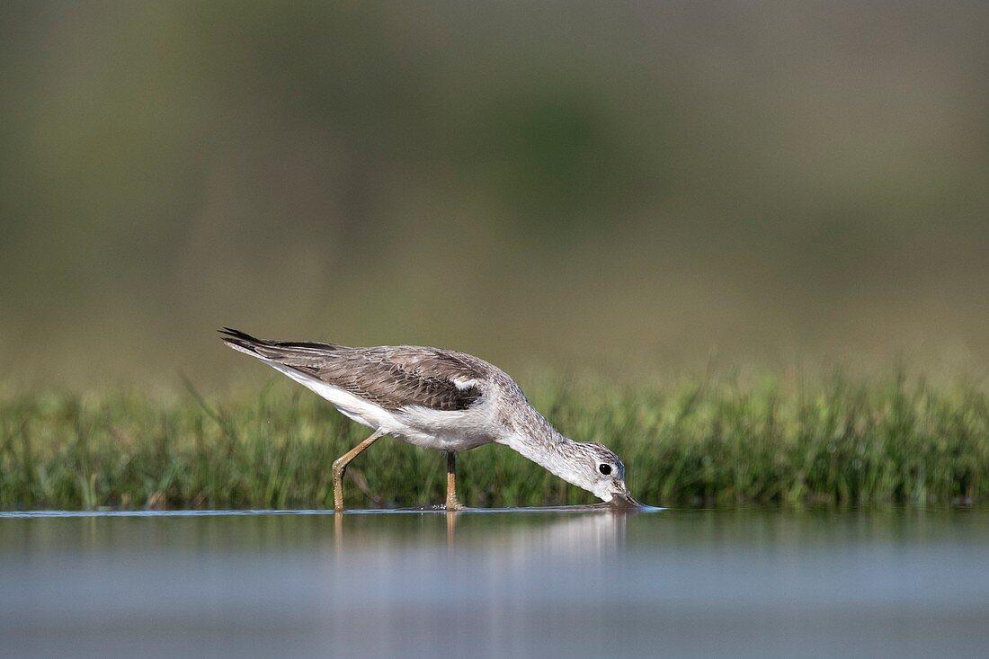 Common Greenshank wading for food