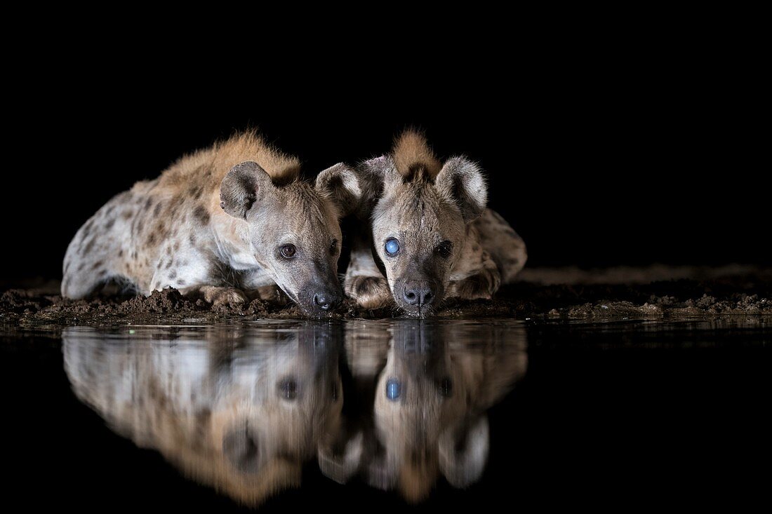 Spotted hyenas drinking at night