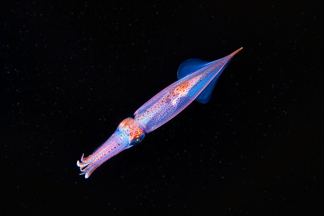 European squid