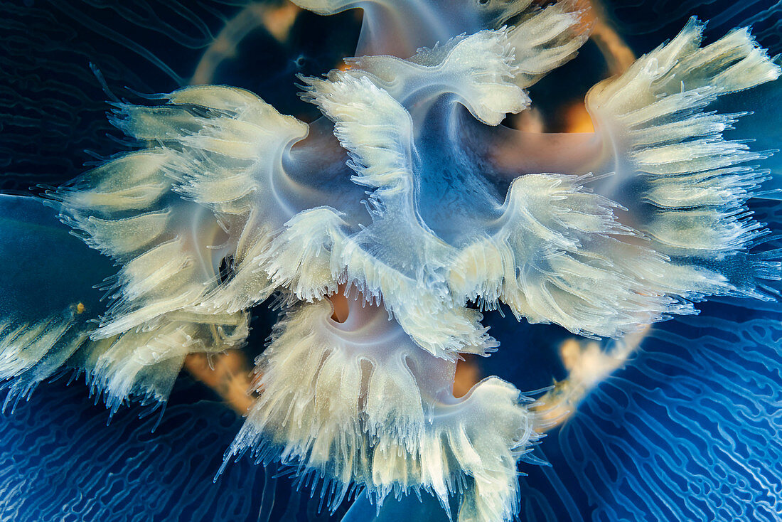 Oral lobes of Aurelia limbata jellyfish