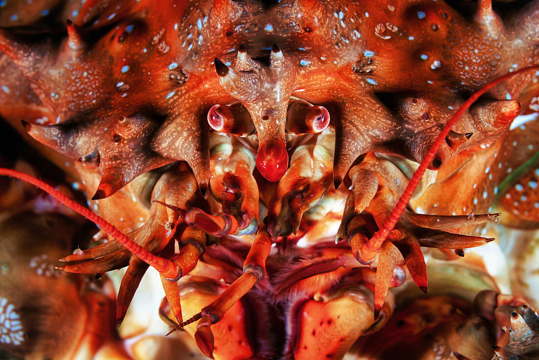 Crab eyes and mouthparts