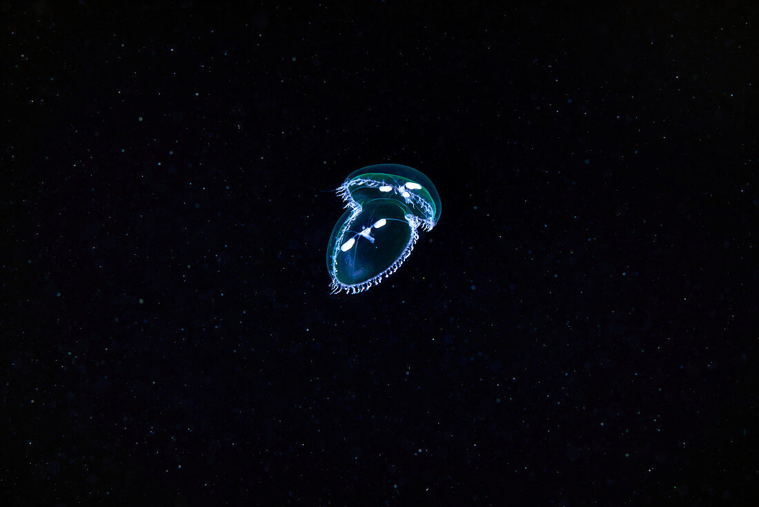 Hydrozoan jellies reproducing by cloning
