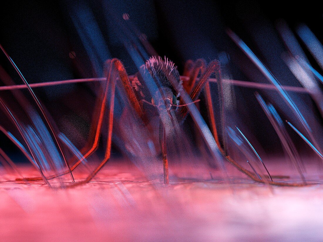 Illustration of a mosquito on skin