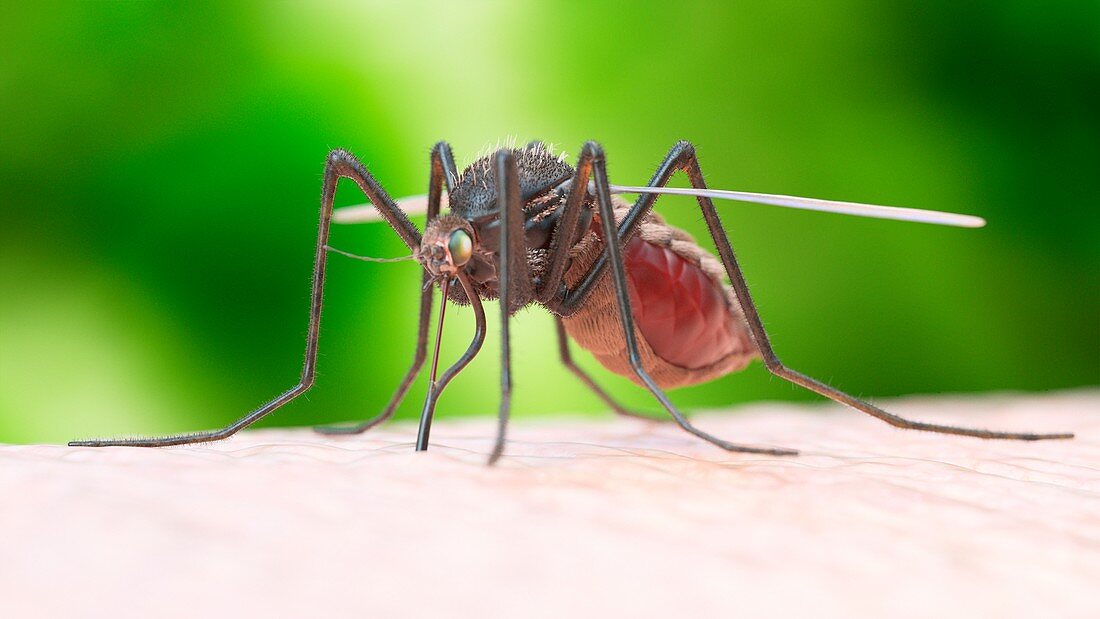 Illustration of a mosquito biting