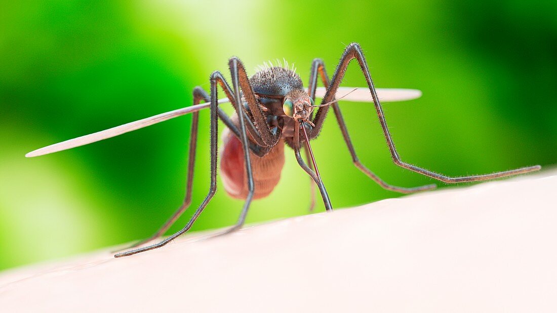 Illustration of a mosquito biting