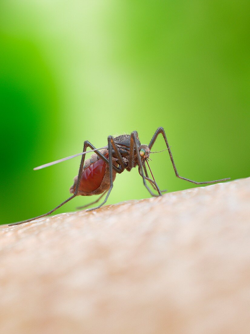 Illustration of a mosquito biting