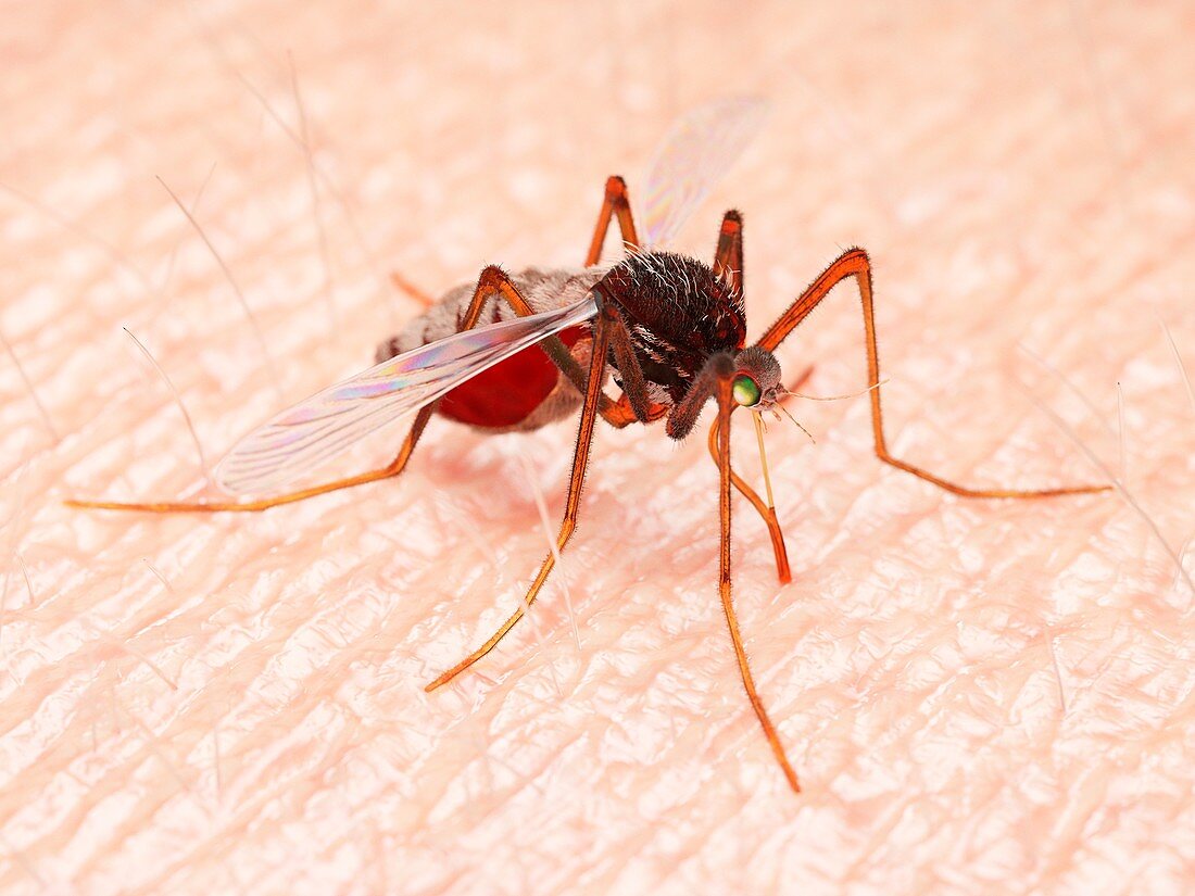 Illustration of a mosquito sucking blood