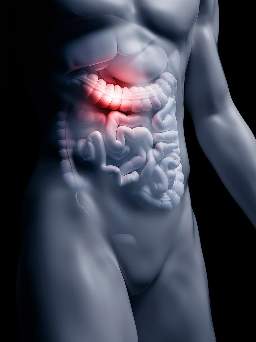 Illustration of the human large intestine