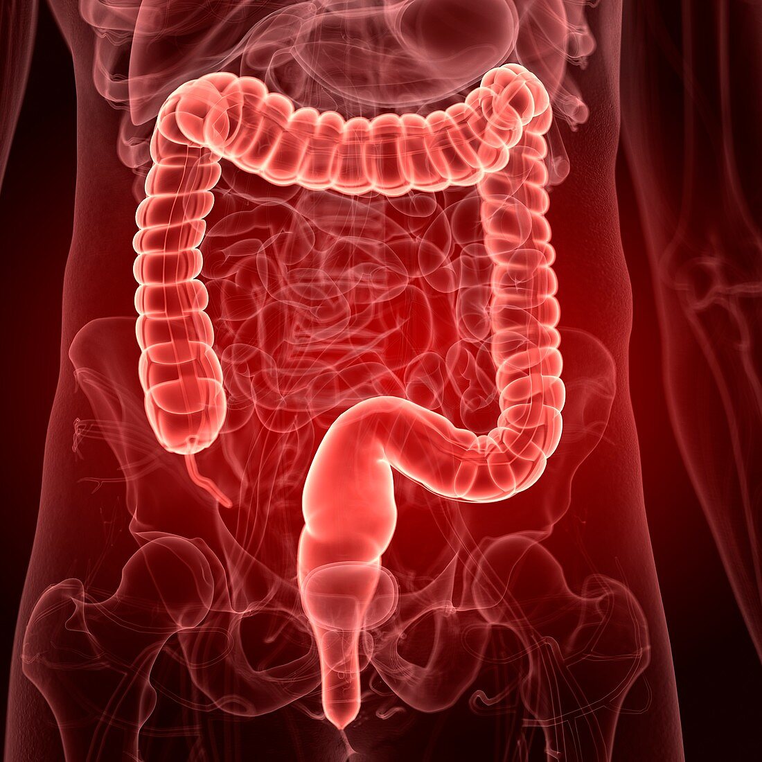 Illustration of the human colon