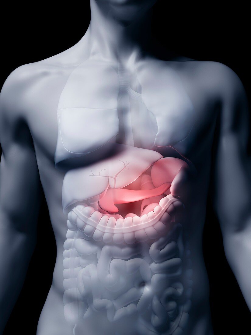 Illustration of the human pancreas