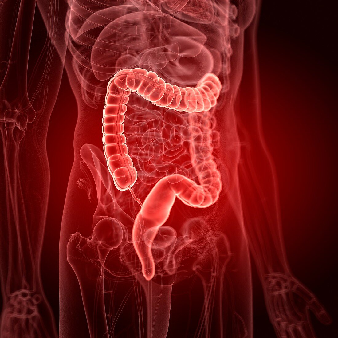 Illustration of the large intestine