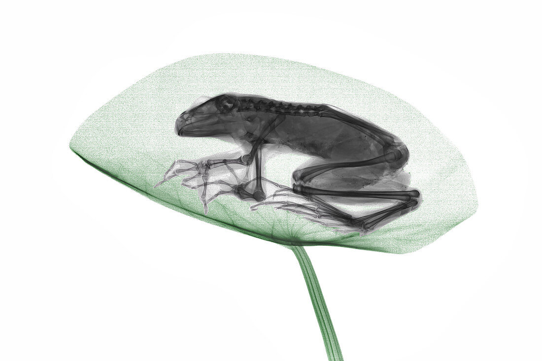 Frog on a water lily pad, X-ray