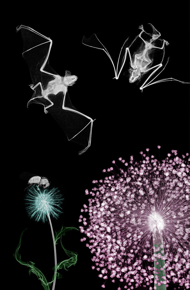 Bats above flowering plants, X-ray