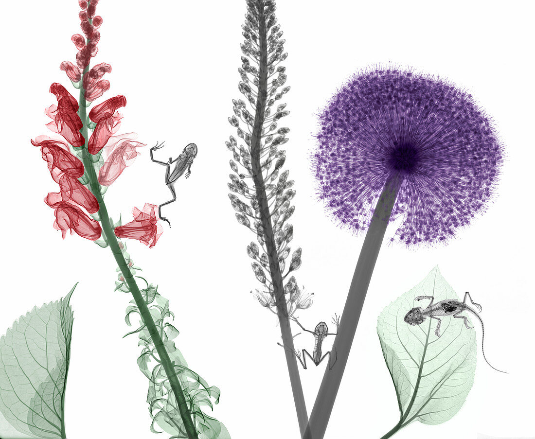 Flowering plants, frogs and bearded dragon, coloured X-ray