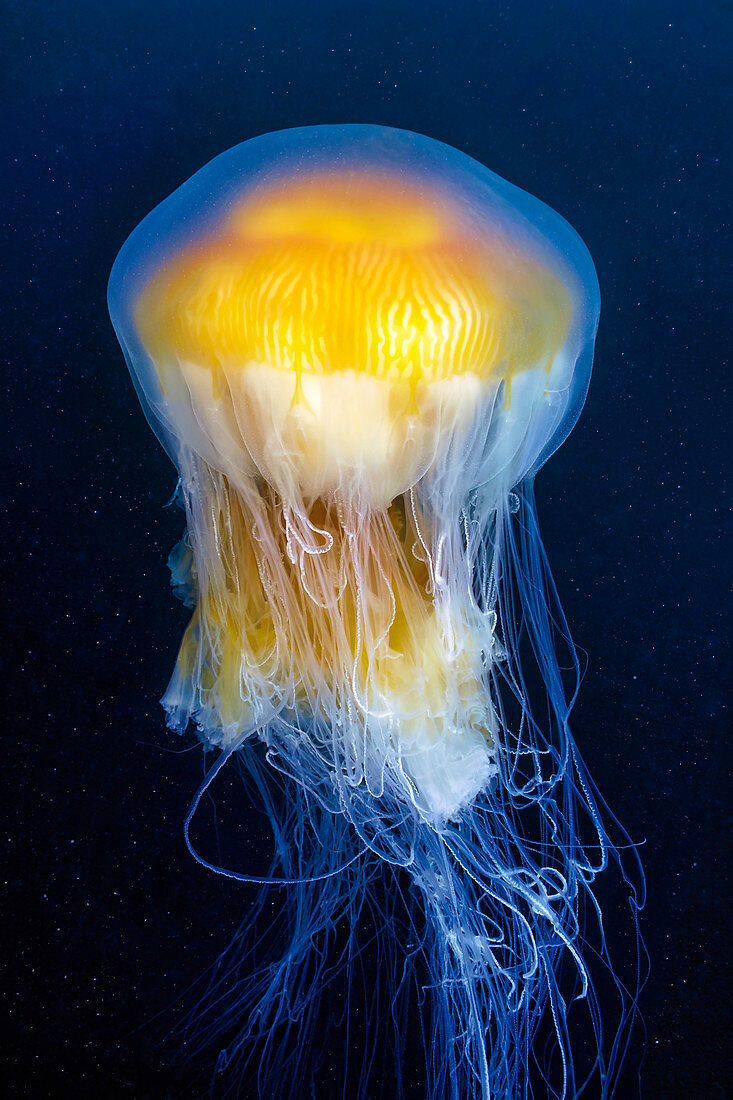 Egg-yolk jellyfish