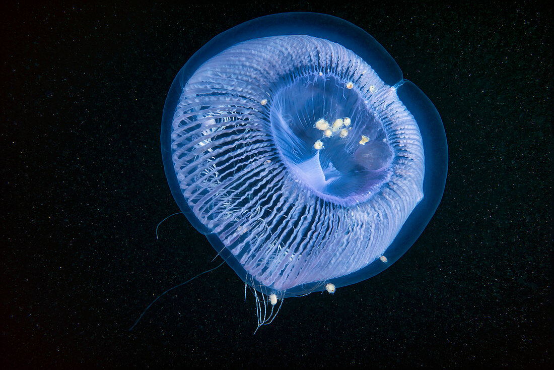 Aequorea crystal jellyfish with amphipods