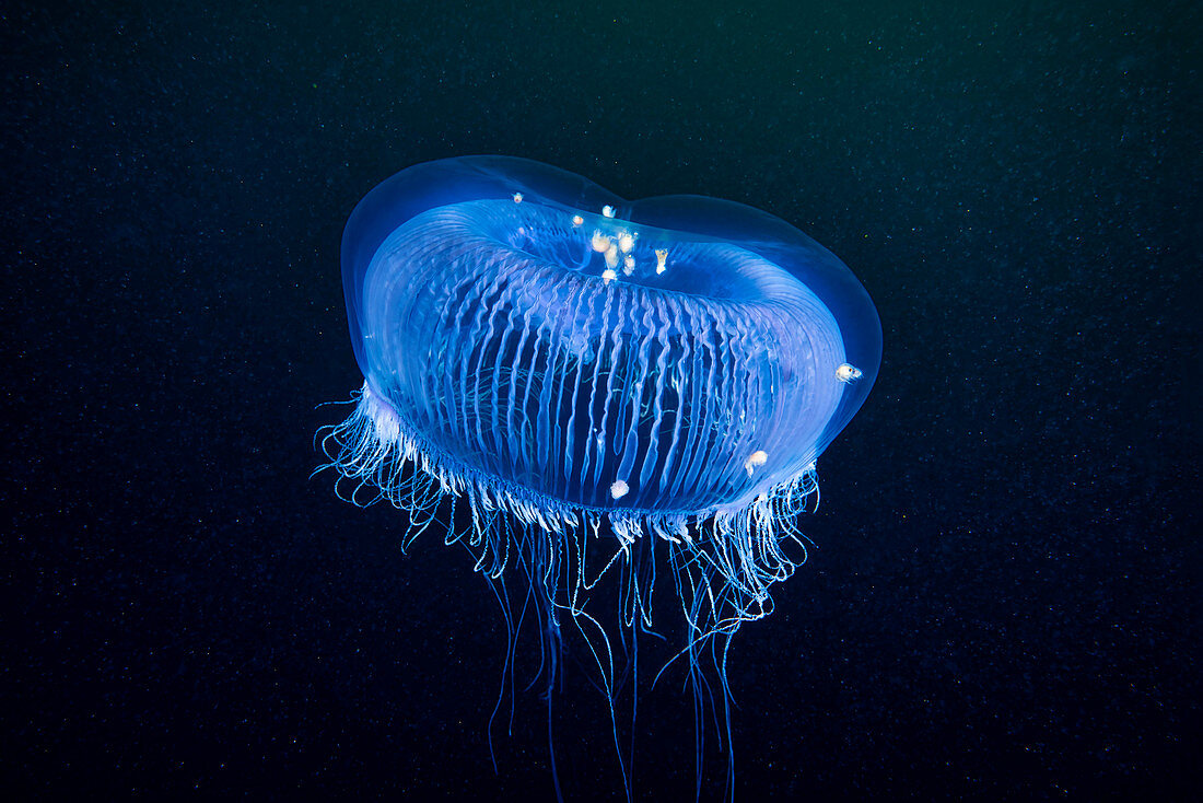 Aequorea crystal jellyfish with amphipods